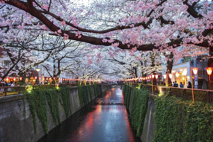 Japanese Cherry Blossom Festivals Everything You Need to Know While